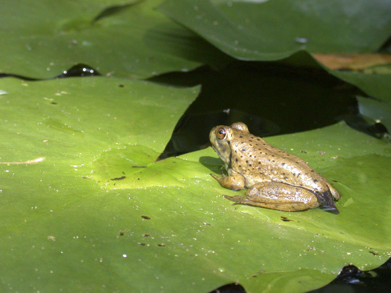 JuniorFrog