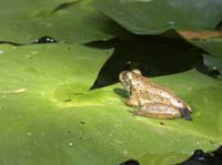 JuniorFrog