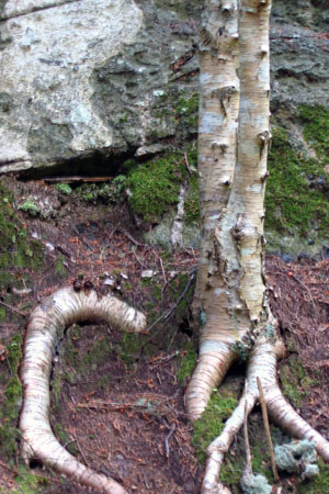 CathedralBirch