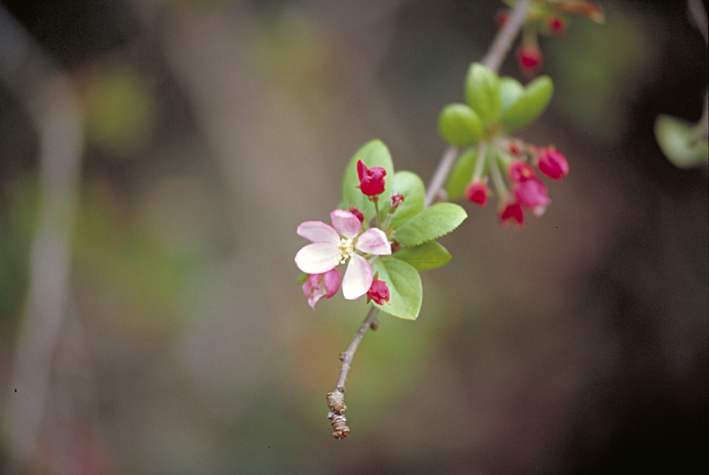 CherryBlossom