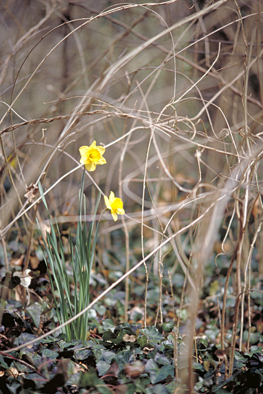 DaffodilPair