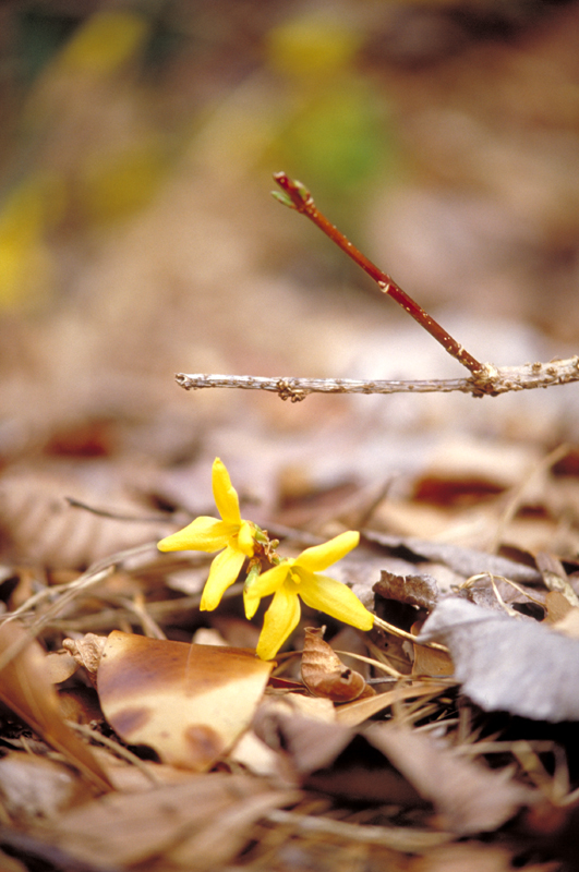 ForsythiaPair