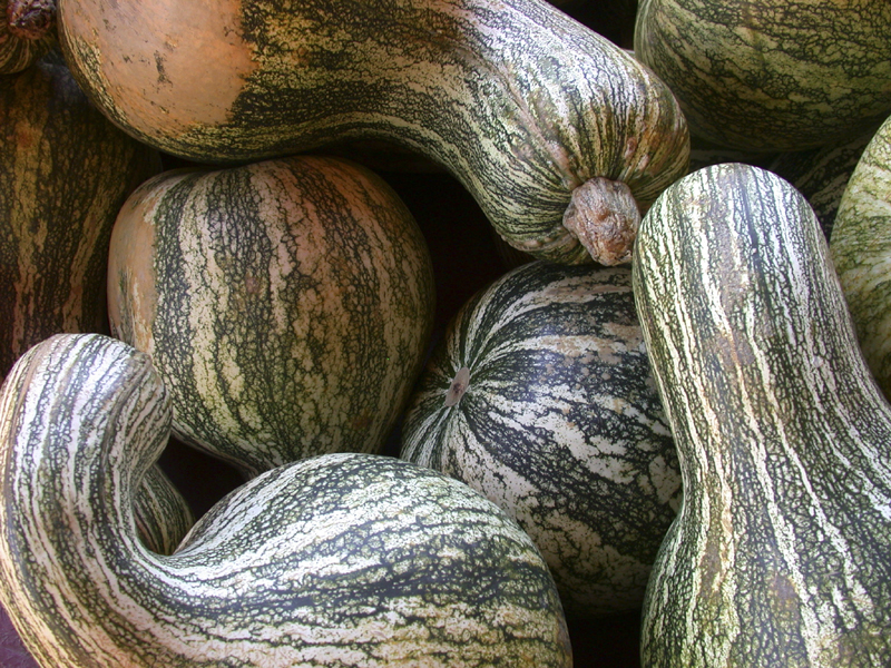 Gourds