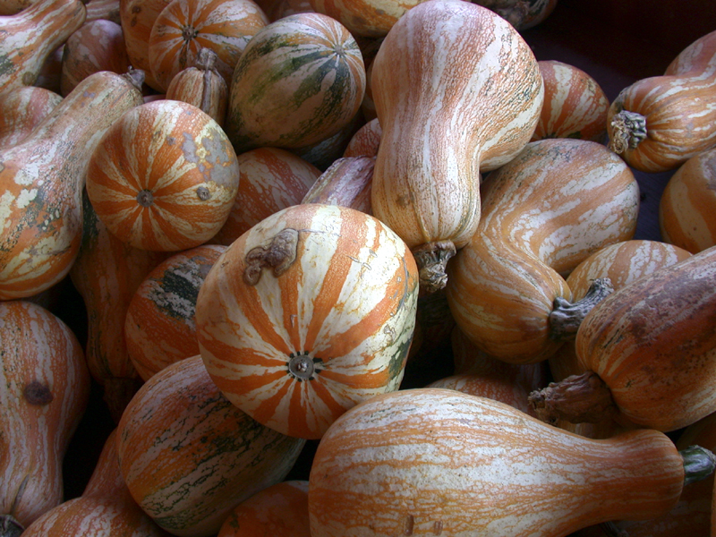 Gourds2