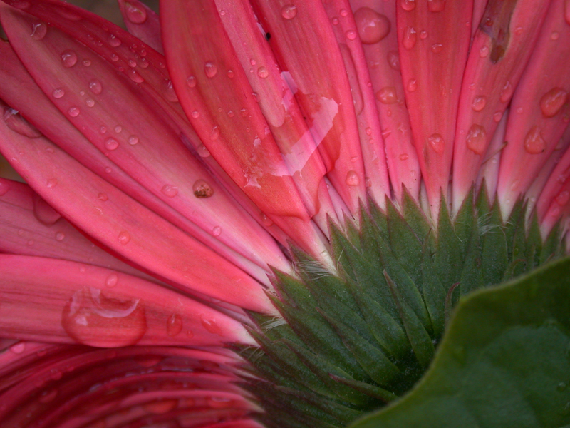 redgerbera2