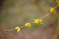 ForsythiaBranch