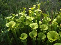 PitcherPlants1