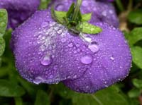 rain_pansy_030202