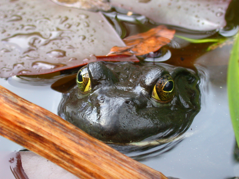 frog